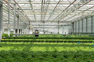 Практика в Дании