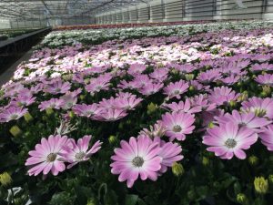 Практика в Дании