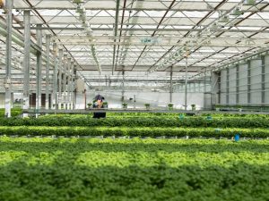 Практика в Дании