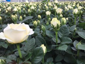 Практика в Дании