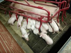 Практика в Дании