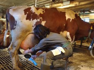 Практика в Дании