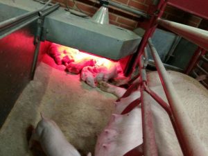 Практика в Дании