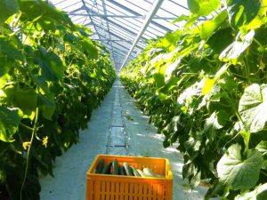 Практика в Дании