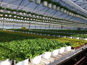 Практика в Дании