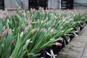 Практика в Норвегии