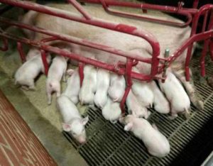 Практика в Дании