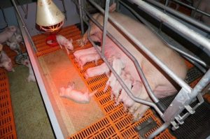 свиноферма