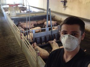 Практика на свиноферме