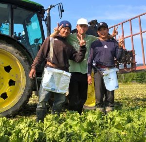 Сезонная работа в Норвегии