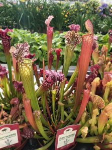 Сезонный работник Норвегия