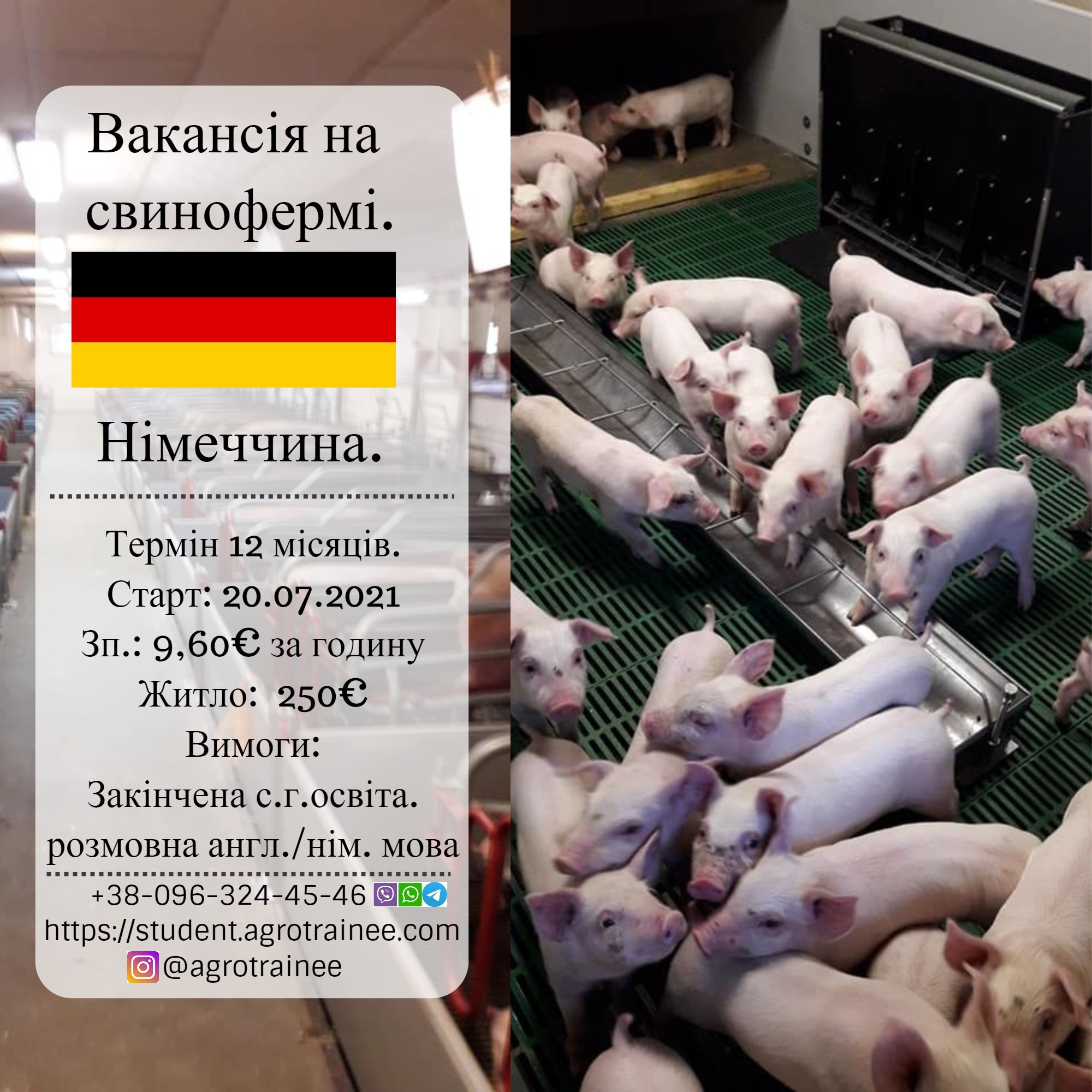 Практика в Германии, свиноферма - AgroTrainee