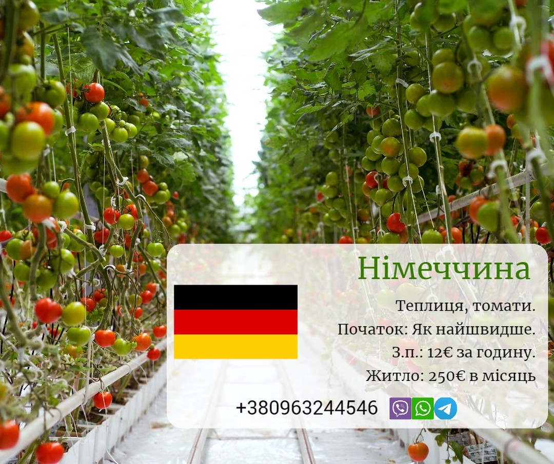 Работа в Германии, теплица, томаты - AgroTrainee