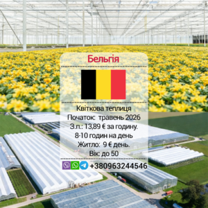Сезонная работа в Бельгии